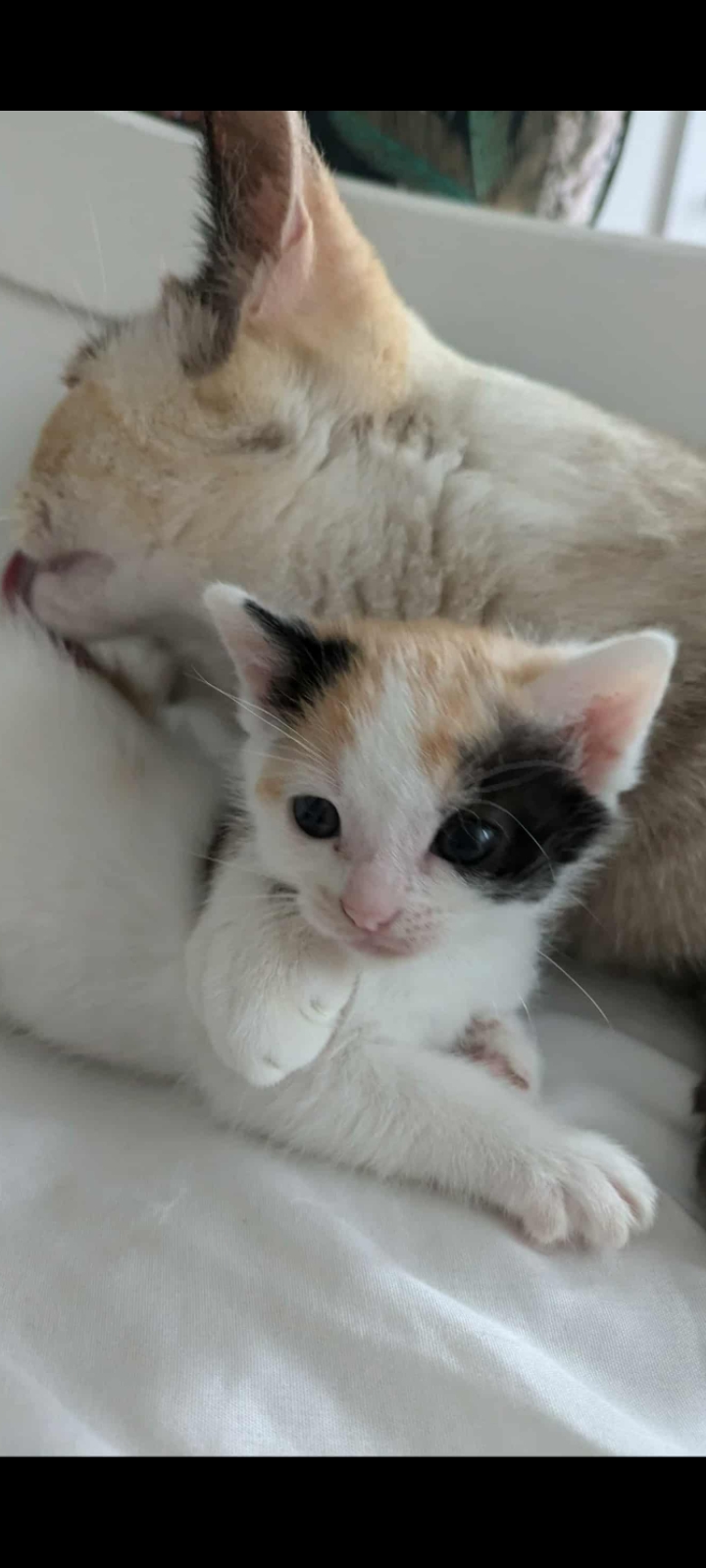 OK peeps, to lighten the mood and put a smile, here comes Sqiggles, ETA boxing day to add squeak to the bubbles 😁💖🤍