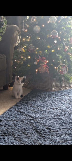 Merry Christmas everyone from Squiggles an me